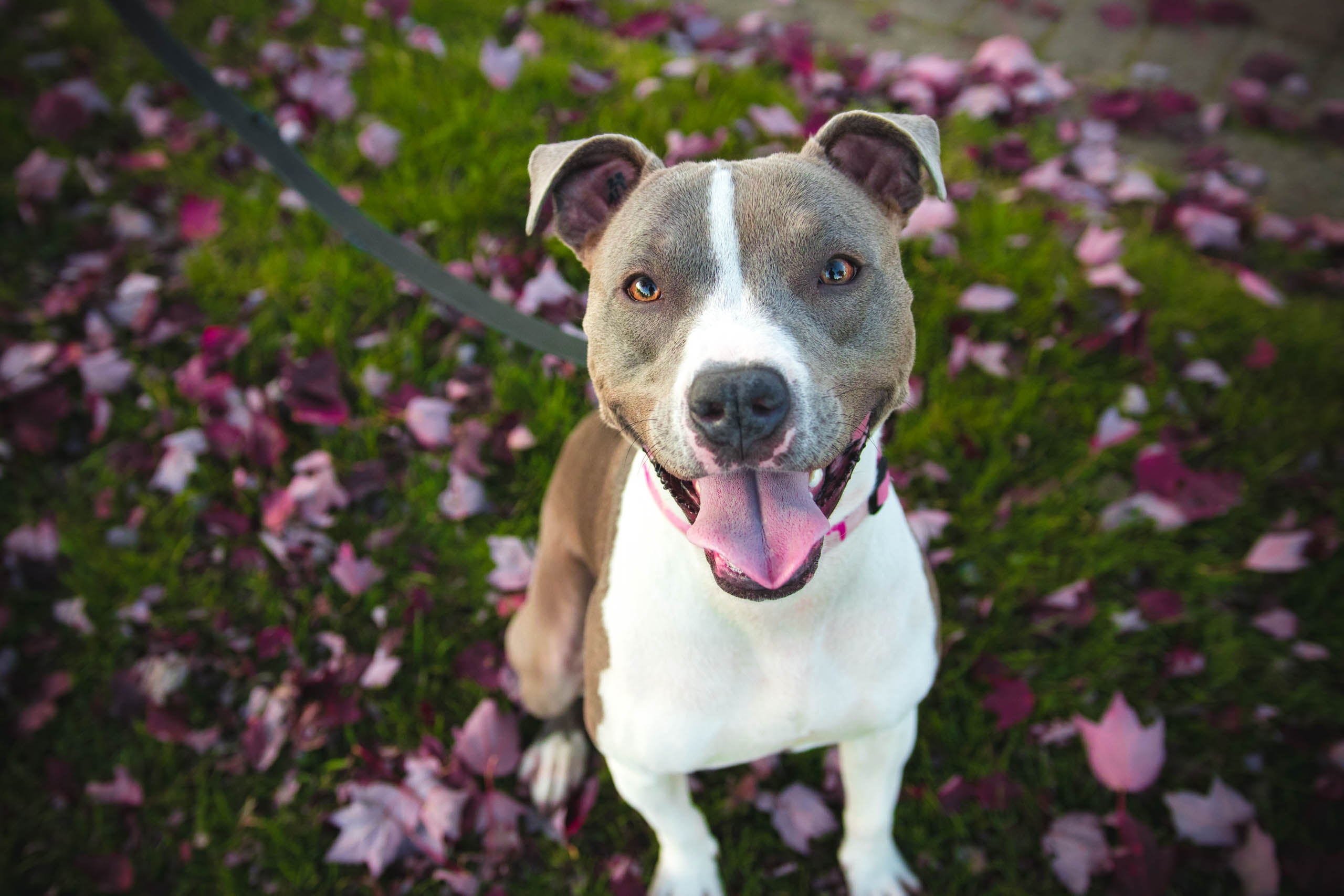 dog rescue dog bully